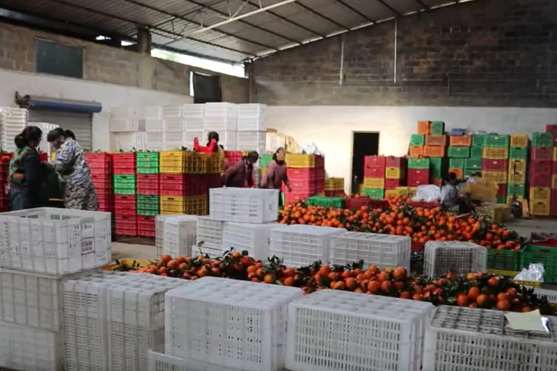 影片｜瑤鄉年貨精品水果48小時「鮮」達各地