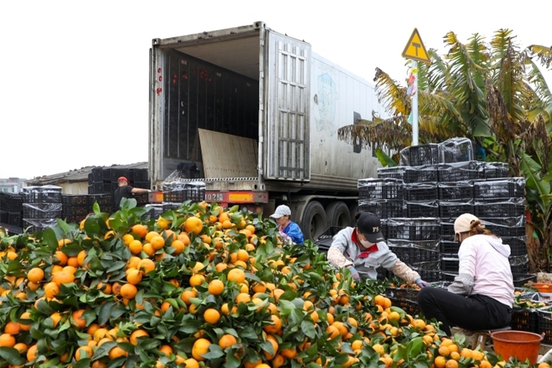 影片｜跟冬天的「甜度擔當」組個「橘」吧！