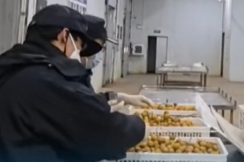 影片｜印尼首櫃冷凍榴槤出口大陸