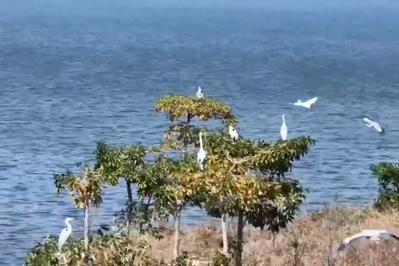 影片｜七星湖成蒼鷺越冬樂園