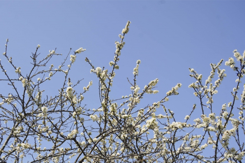冬日花開阡陌間風景如畫入眼來