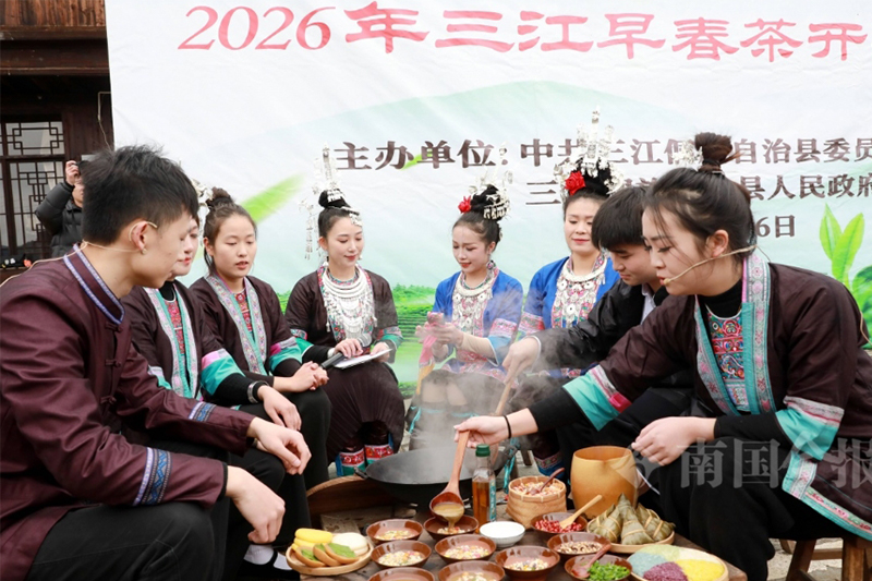 三江早春茶迎春開採