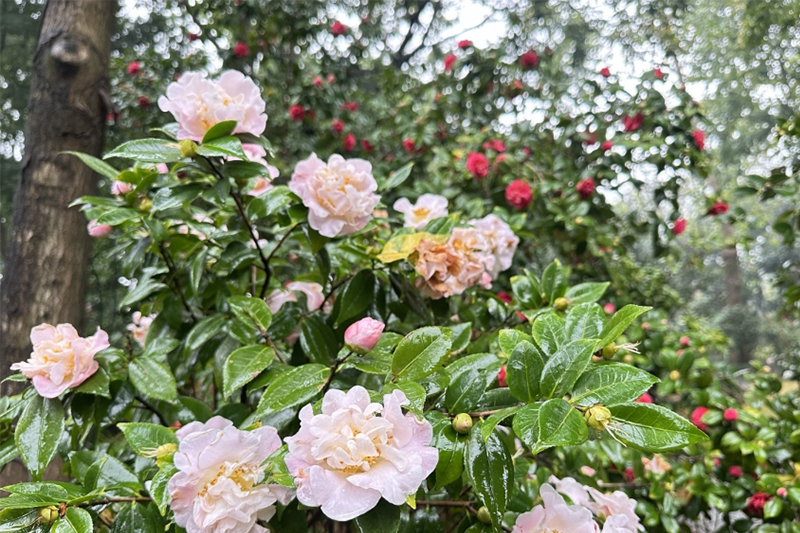 推窗見綠出門入園 金花茶公園赴一場浪漫之約
