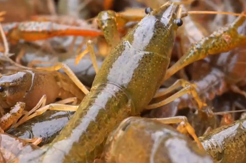 影片｜小龍蝦苗陸續投放春節後即可捕捉上市