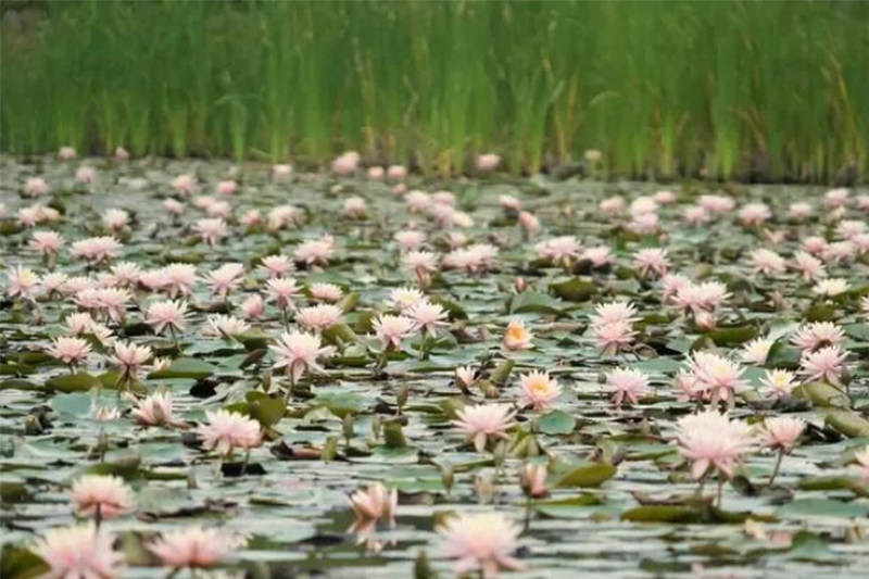 影片｜油畫一般！南寧這一公園的睡蓮「醒」了