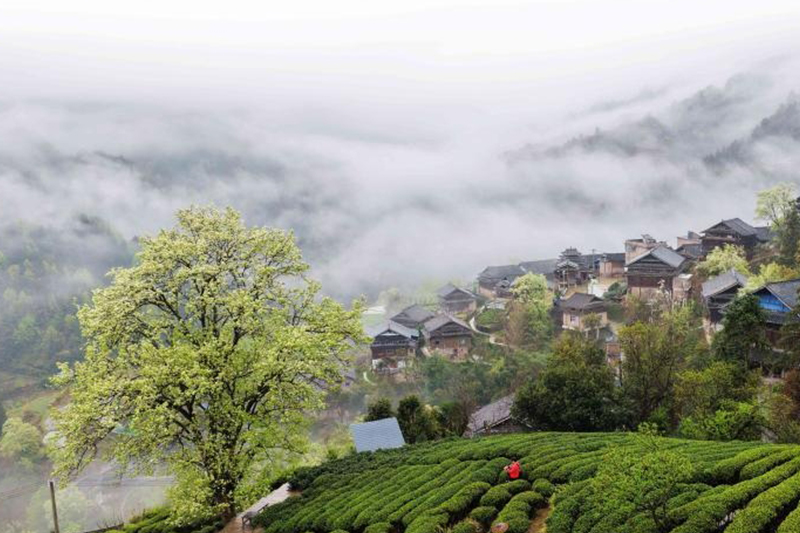 煙雨侗寨春意濃