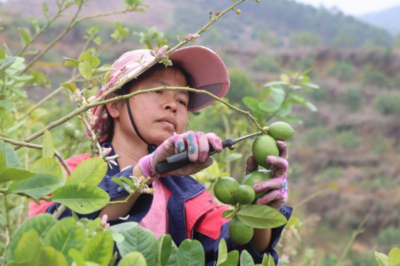 影片｜千畝香水檸檬迎豐收四季飄香助農增收