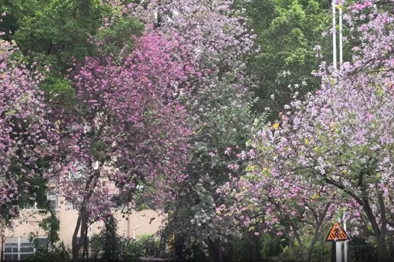 影片｜春暖花開多彩景色引市民遊客讚歎