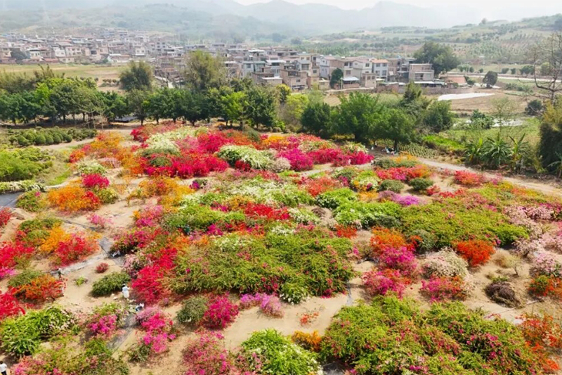 花漾百色來了！寶巾花迎來盛花期