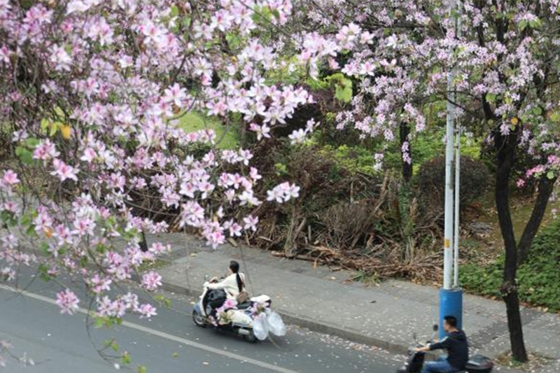 柳州變「紫荊花城」 引民眾「花式」賞花