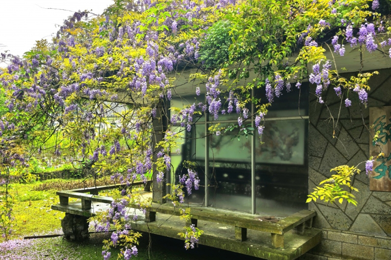 影片｜紫藤花開，桂林的春天被溫柔浪漫填滿