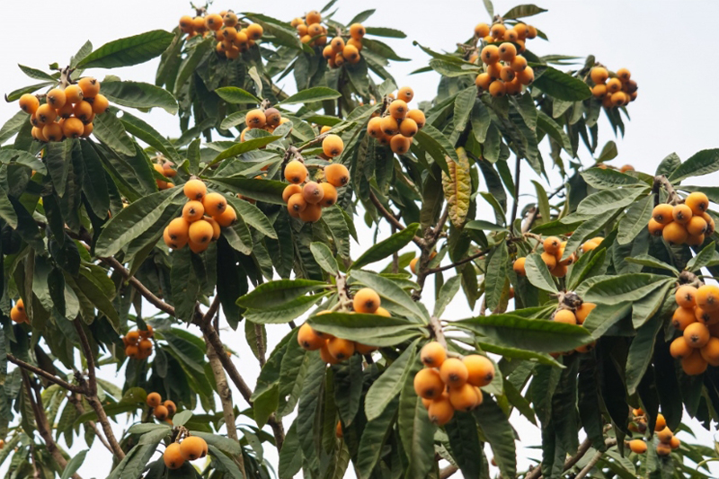 武鳴區枇杷喜獲豐收