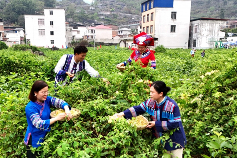 忻城縣十萬畝金銀花迎豐收