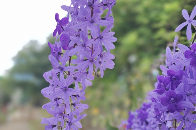 影片｜藍花藤怒放爭春