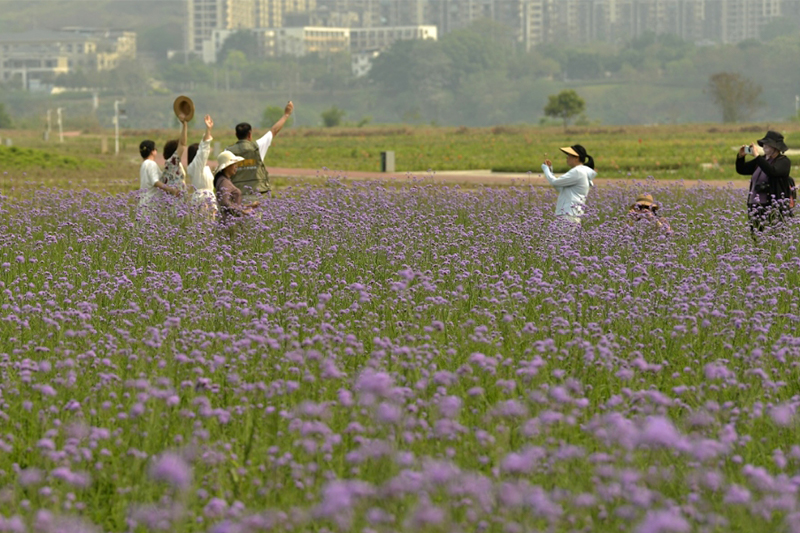 馬鞭草綻放花海如夢似幻
