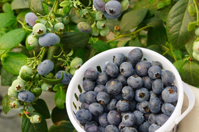 影片｜興安花香藍莓迎豐收