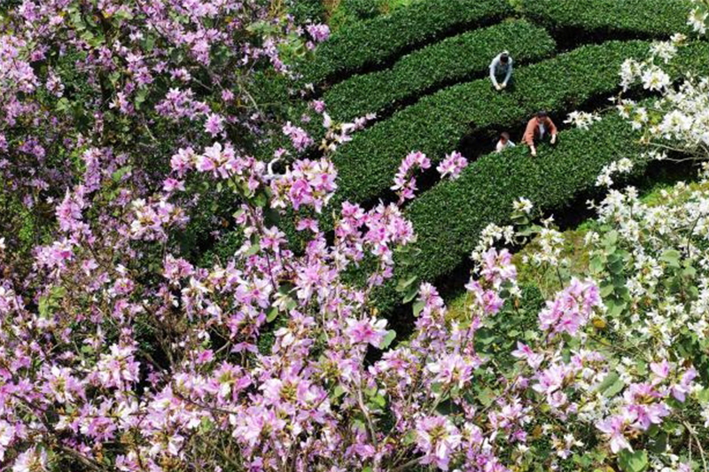 三江洋紫荊盛開宛如童話世界