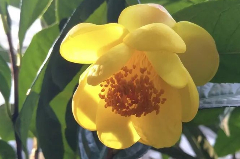 金花茶公園7個自育茶花新品種成功登入茶花名錄