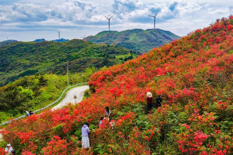 影片｜南山杜鵑花開