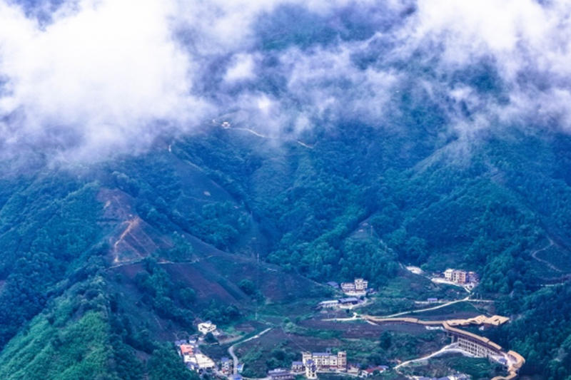 生態茶園美如畫
