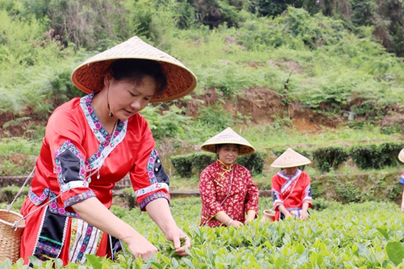 夏茶採忙