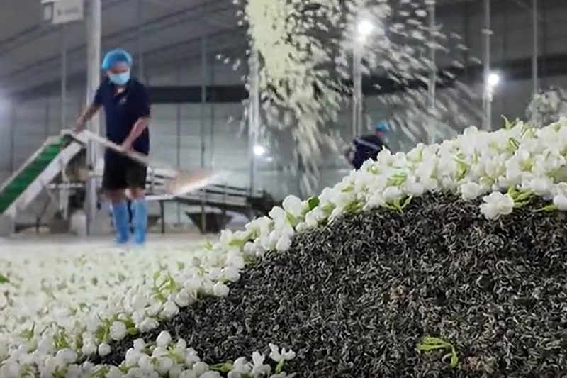 影片｜探訪茉莉花茶窨製過程
