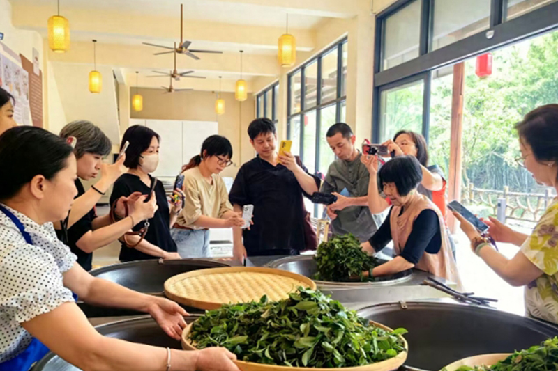 台灣青年在廣西梧州的尋茶之旅