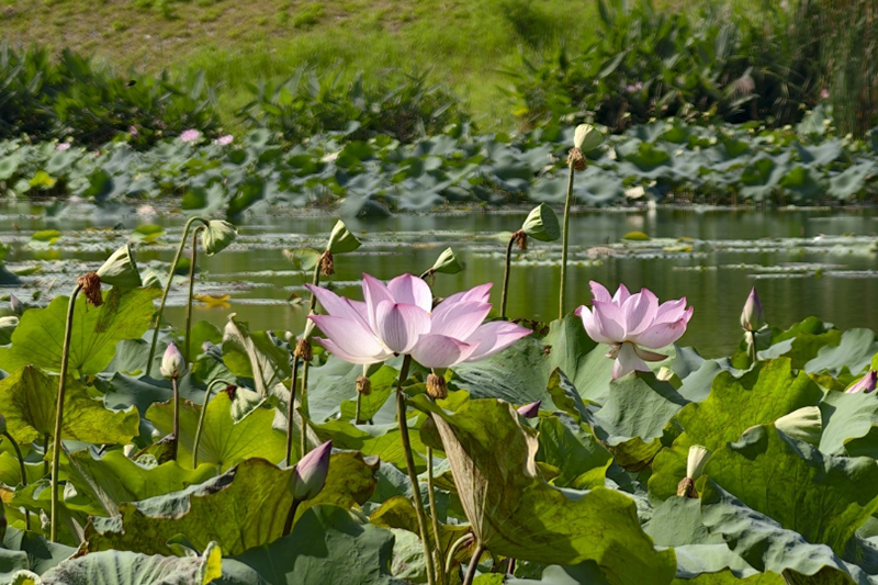 影片｜北湖濕地公園的荷花開始凋謝！多個公園的荷花尚未進入盛花期