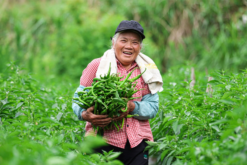 青椒搶鮮上市直通大灣區「菜籃子」