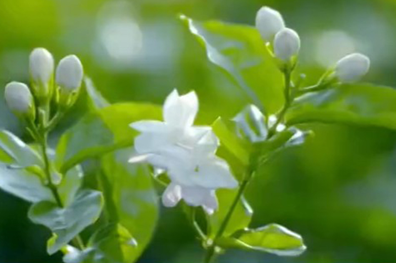 影片｜從靠天吃到數據種田 橫州茉莉花很有科技範