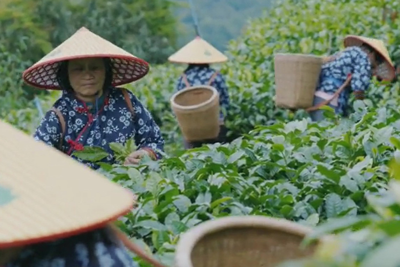 影片｜千禧年古茶樹「重生記」廣西茶人育出「茶王」品種