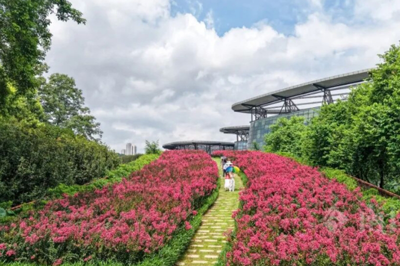 影片｜夏日限定！1萬多株集中盛放