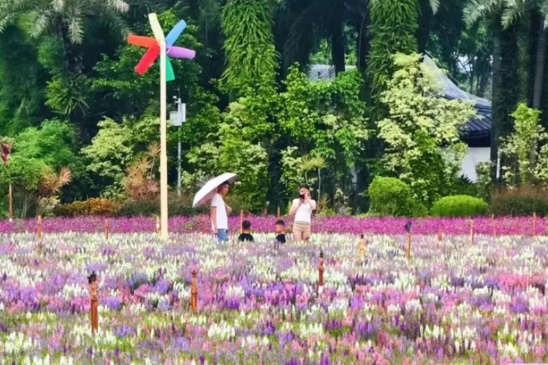花卉公園9.8萬盆香彩雀絢爛綻放