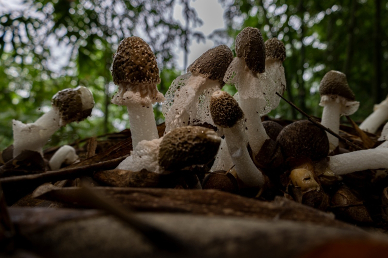 影片｜竹林下竹蓀試種成功竹菌撐起群眾「致富」傘