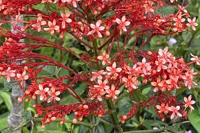 影片｜赬桐綻放點亮夏日花境