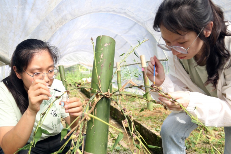 人工培育麻竹苗獲成功