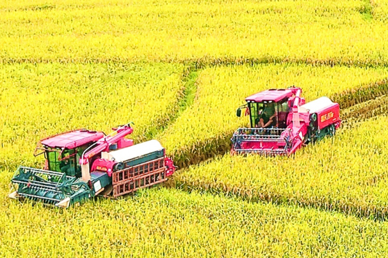 平樂：稻穗香里搶農時