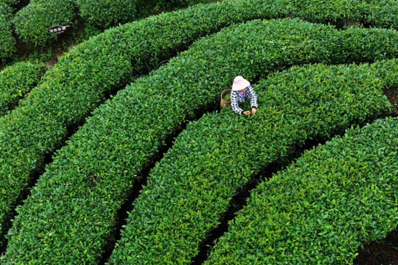 三江：侗鄉夏日採茶忙