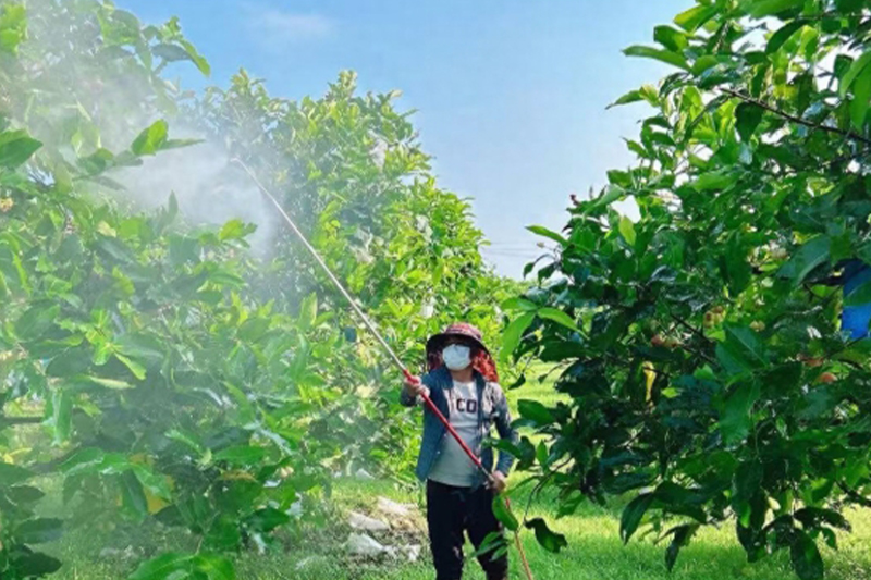 南寧市農業台企有序進行災後復產