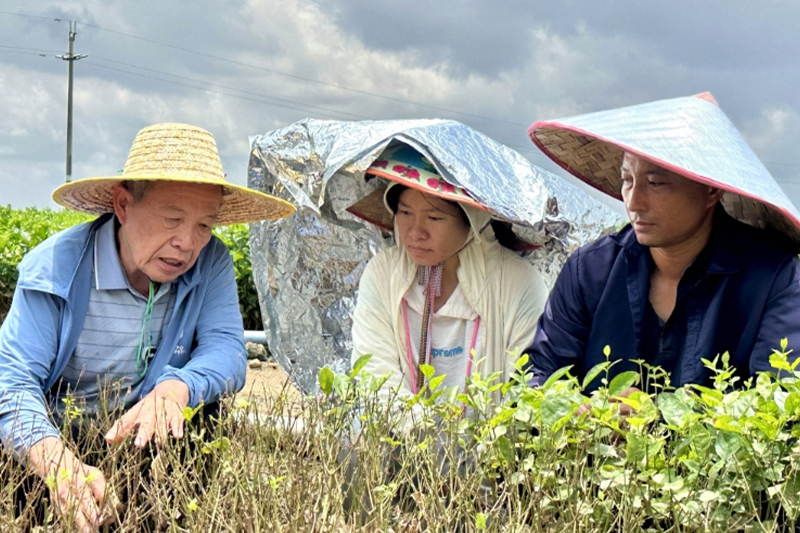 影片｜橫州茉莉美麗回歸