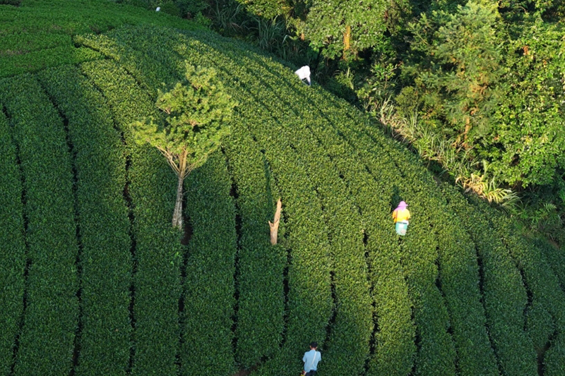 晨霧漫茶山昭平秋芽新