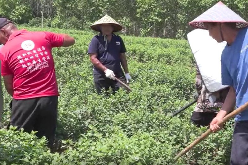 影片｜橫州茉莉花再現交易熱潮多方「搶救」受災花田
