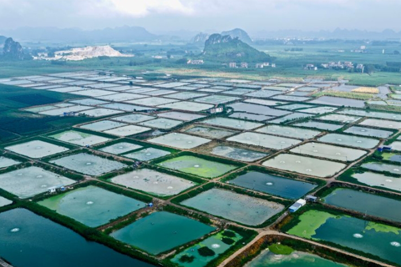千畝魚塘助振興
