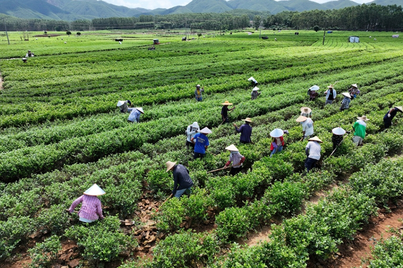 影片｜茉莉之鄉花香回來