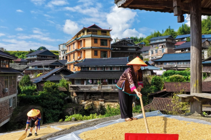 五穀豐登！融水苗寨巧用庭院晾曬新稻