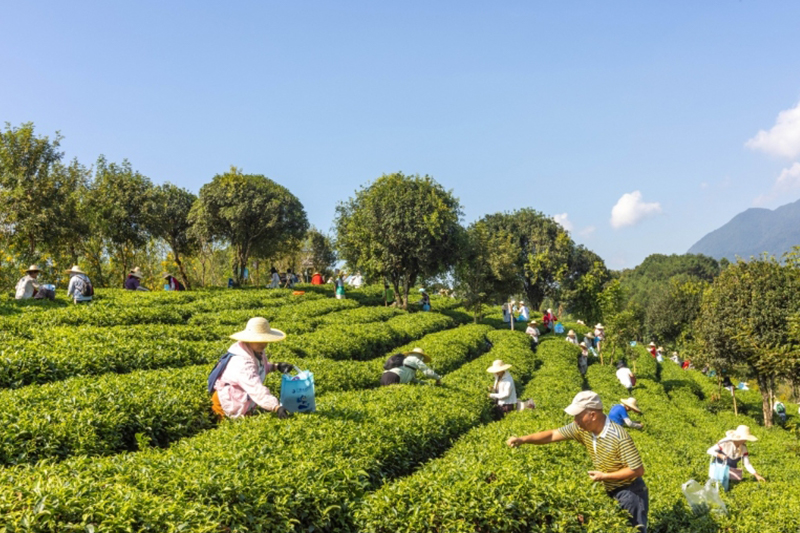 昭平趣味採茶活動