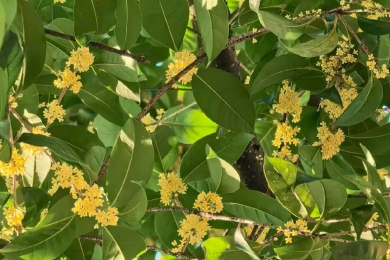 影片｜桂林滿城桂花開！