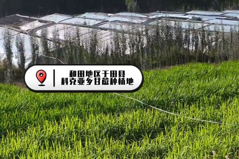 影片｜一起探尋和田甘蔗的甜蜜試驗